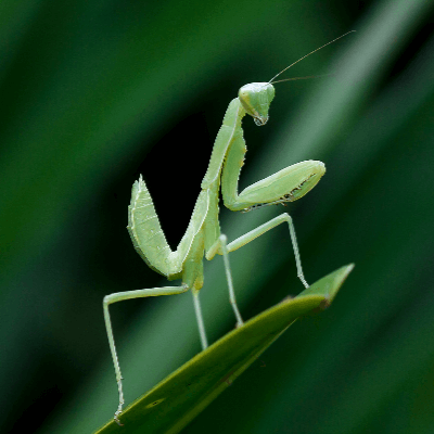 Detail Praying Mantis Wikipedia Nomer 32