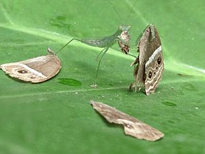Detail Praying Mantis Wikipedia Nomer 33