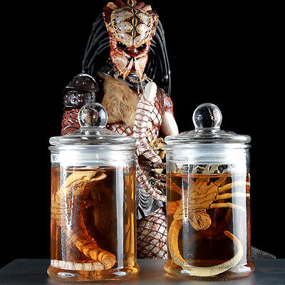 Detail Predator Cookie Jar Nomer 26