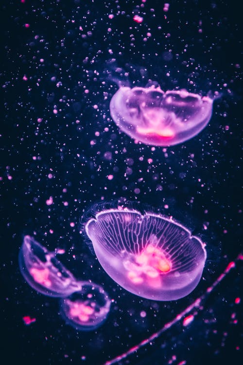 Detail Pretty Jellyfish Wallpaper Nomer 3