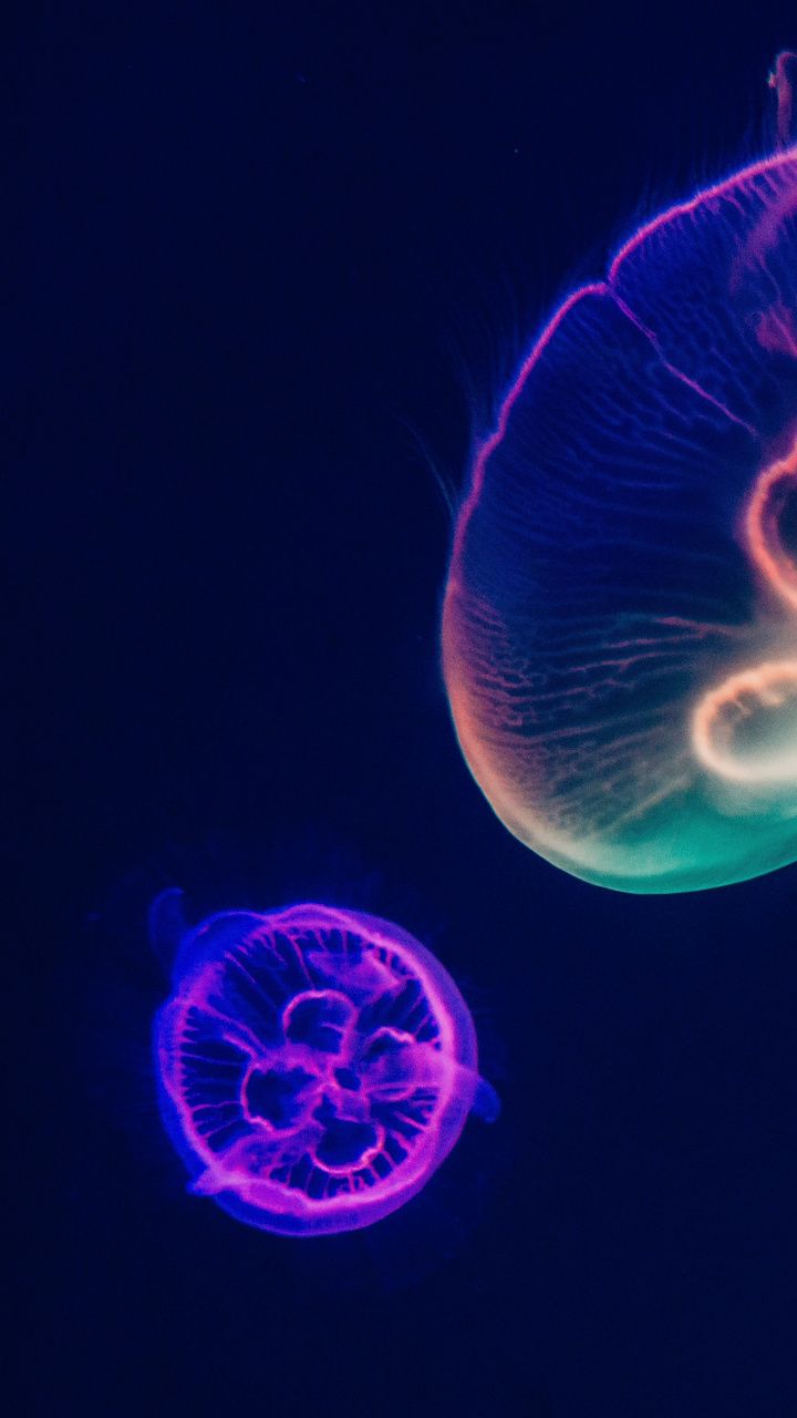 Detail Pretty Jellyfish Wallpaper Nomer 21