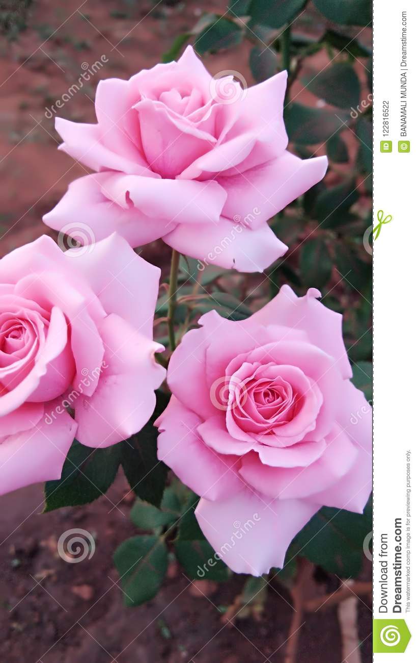 Detail Pretty Roses Images Nomer 18