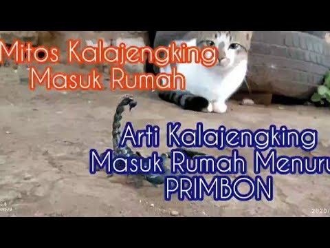 Detail Primbon Kalajengking Masuk Rumah Nomer 11