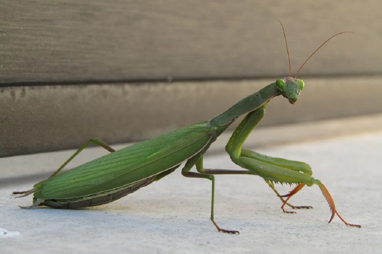 Detail Primbon Lalat Masuk Rumah Malam Hari Nomer 17