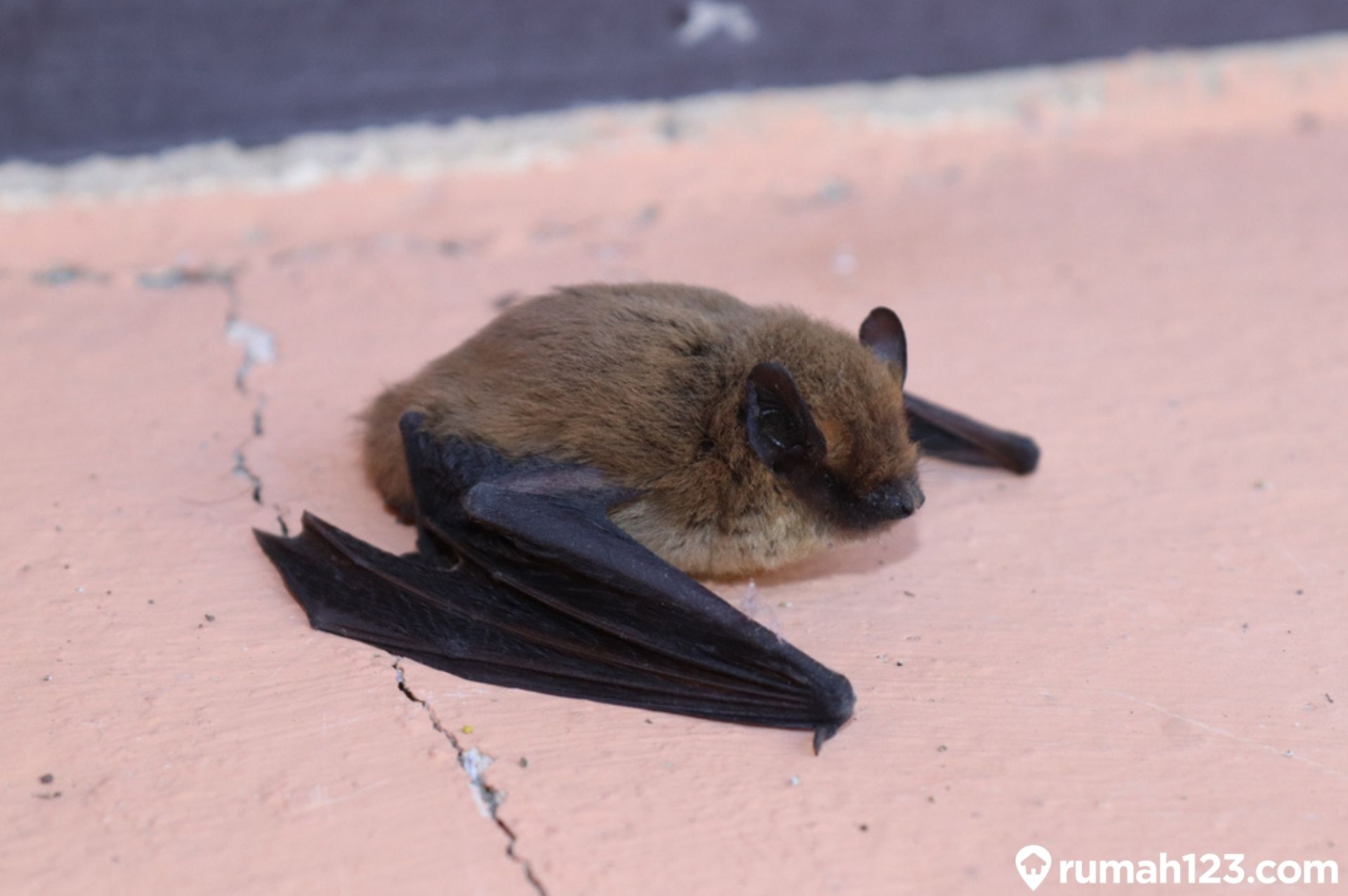 Detail Primbon Lalat Masuk Rumah Malam Hari Nomer 8