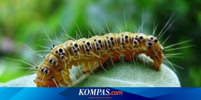 Detail Primbon Ulat Bulu Masuk Rumah Nomer 20