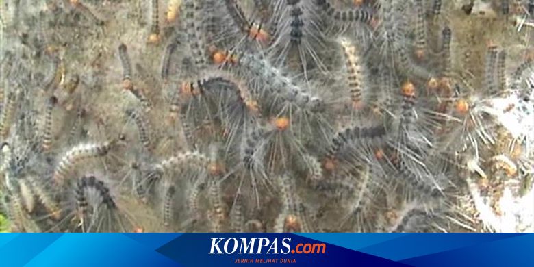 Detail Primbon Ulat Bulu Masuk Rumah Nomer 47