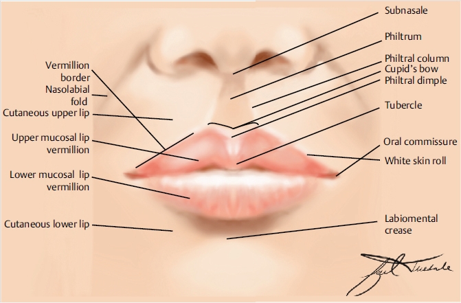 Detail Procheilon Lip Nomer 19