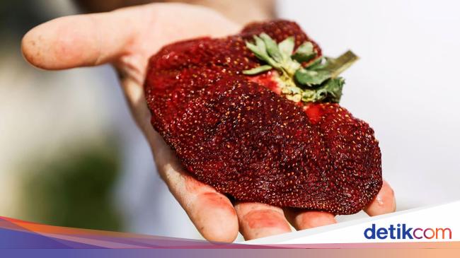 Detail Proses Pematangan Strawberry Nomer 33