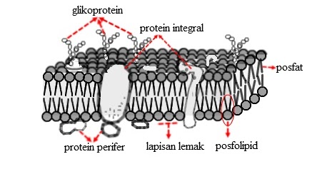 Detail Protein Integral Dan Protein Perifer Nomer 10