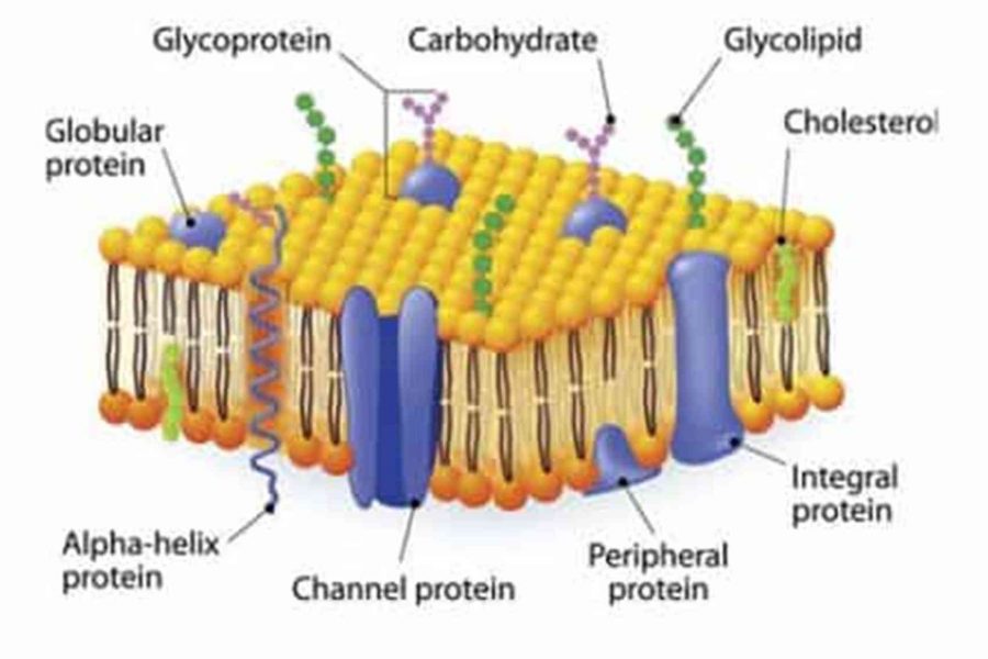 Detail Protein Integral Dan Protein Perifer Nomer 13