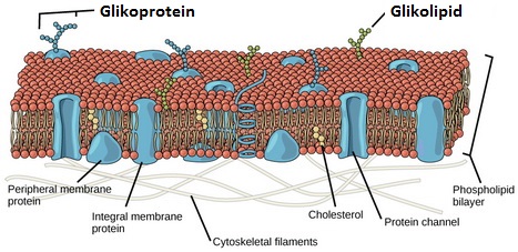 Detail Protein Integral Dan Protein Perifer Nomer 17