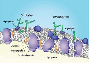 Detail Protein Integral Dan Protein Perifer Nomer 3