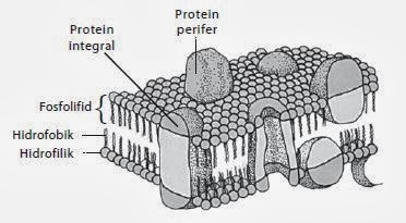 Detail Protein Integral Dan Protein Perifer Nomer 18