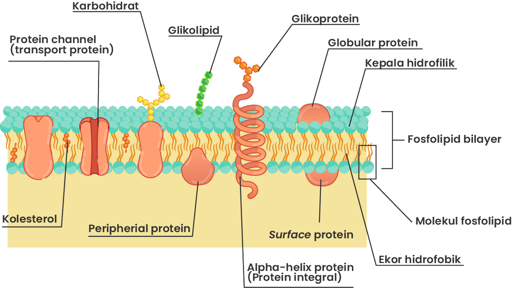 Detail Protein Integral Dan Protein Perifer Nomer 19