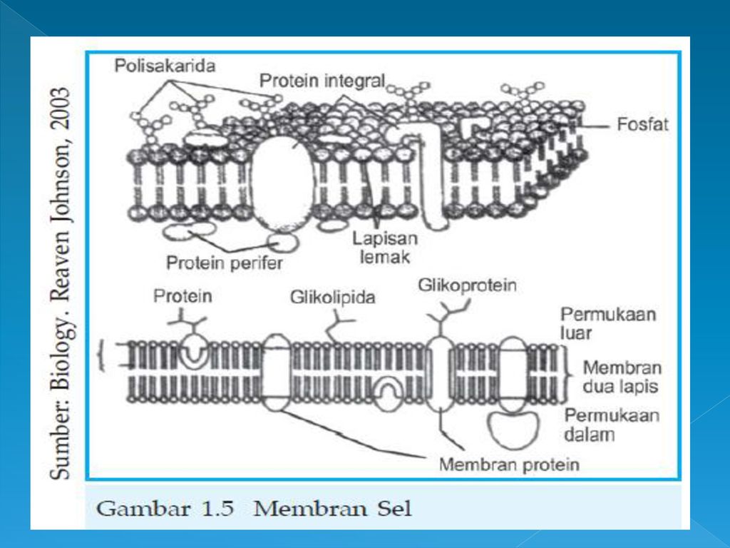 Detail Protein Integral Dan Protein Perifer Nomer 21