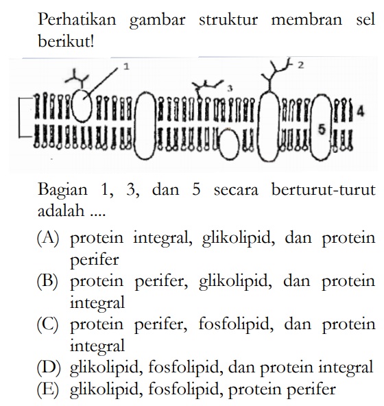 Detail Protein Integral Dan Protein Perifer Nomer 22