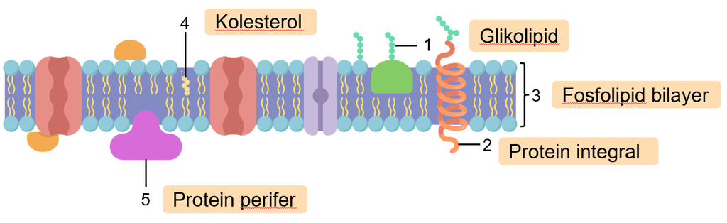 Detail Protein Integral Dan Protein Perifer Nomer 23