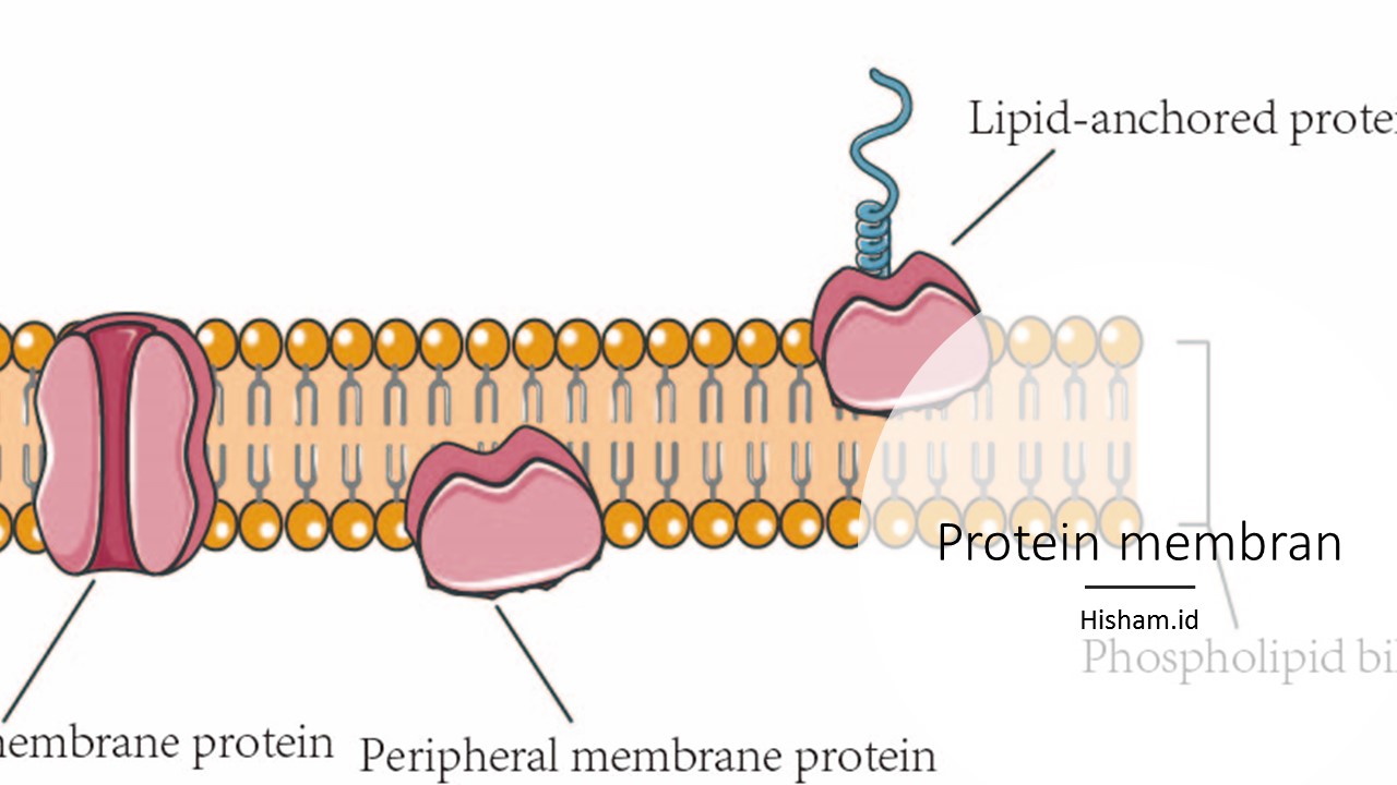 Detail Protein Integral Dan Protein Perifer Nomer 27