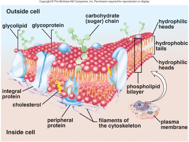 Detail Protein Integral Dan Protein Perifer Nomer 32