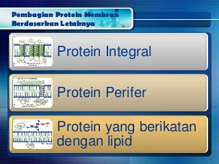 Detail Protein Integral Dan Protein Perifer Nomer 33