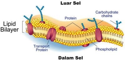 Detail Protein Integral Dan Protein Perifer Nomer 34