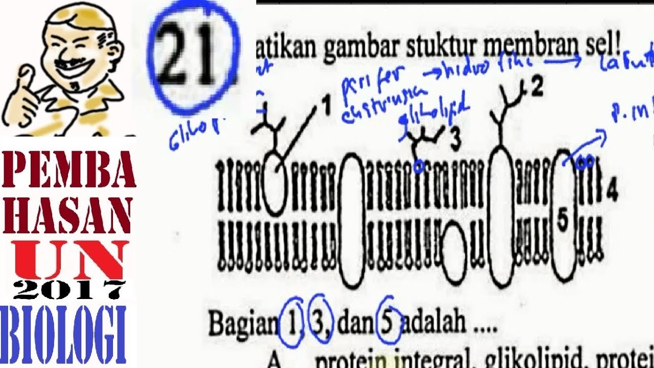 Detail Protein Integral Dan Protein Perifer Nomer 35