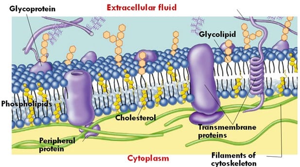 Detail Protein Integral Dan Protein Perifer Nomer 38