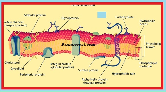 Detail Protein Integral Dan Protein Perifer Nomer 40