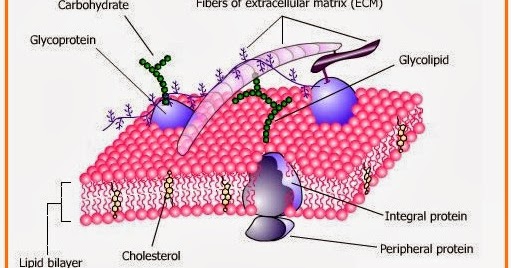 Detail Protein Integral Dan Protein Perifer Nomer 46