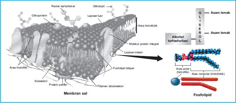 Detail Protein Integral Dan Protein Perifer Nomer 47