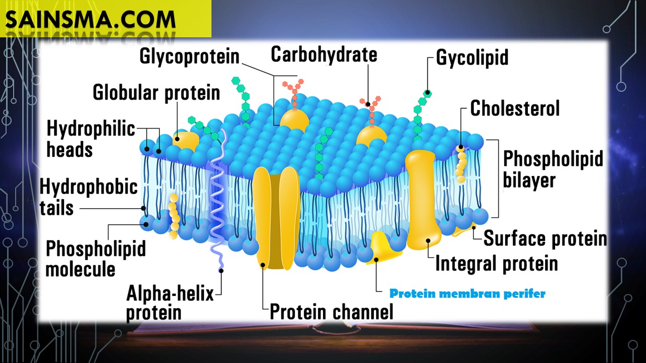 Detail Protein Integral Dan Protein Perifer Nomer 48