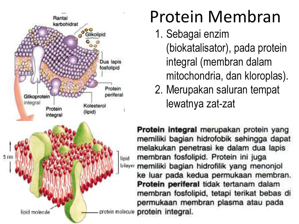 Detail Protein Integral Dan Protein Perifer Nomer 50