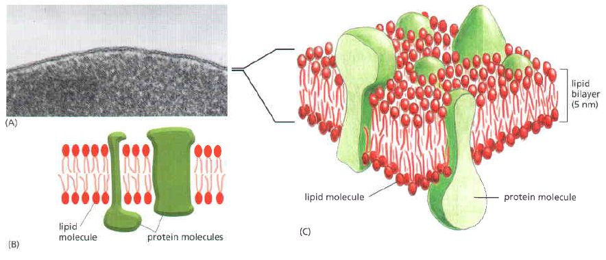 Detail Protein Integral Dan Protein Perifer Nomer 51