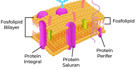 Detail Protein Integral Dan Protein Perifer Nomer 9