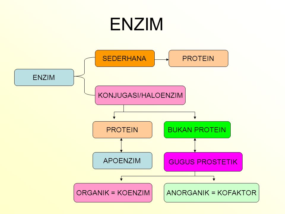 Detail Protein Sederhana Serta Gambar Nomer 14