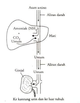 Detail Protein Sederhana Serta Gambar Nomer 38