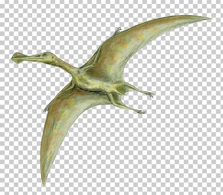 Detail Pterosaur Png Nomer 19