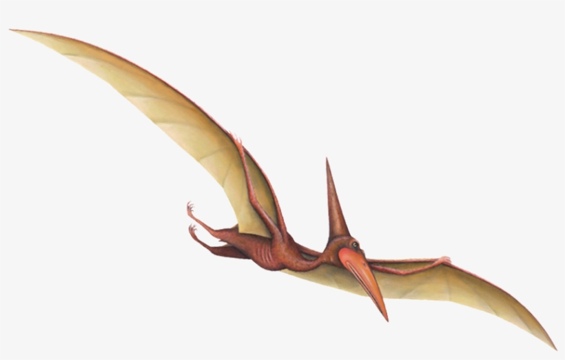 Detail Pterosaur Png Nomer 23