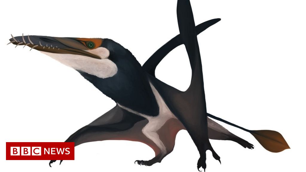 Detail Pterosaur Png Nomer 35