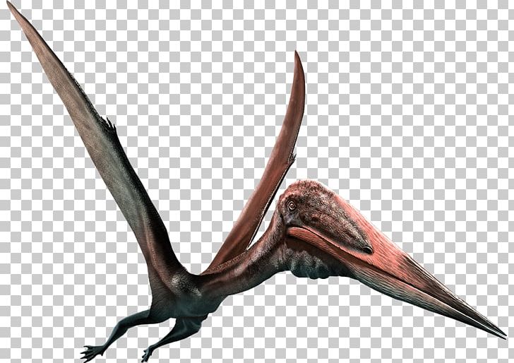 Detail Pterosaur Png Nomer 5