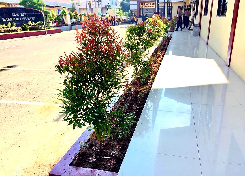 Detail Pucuk Merah Depan Rumah Nomer 19