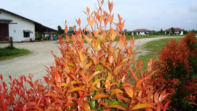 Detail Pucuk Merah Depan Rumah Nomer 30