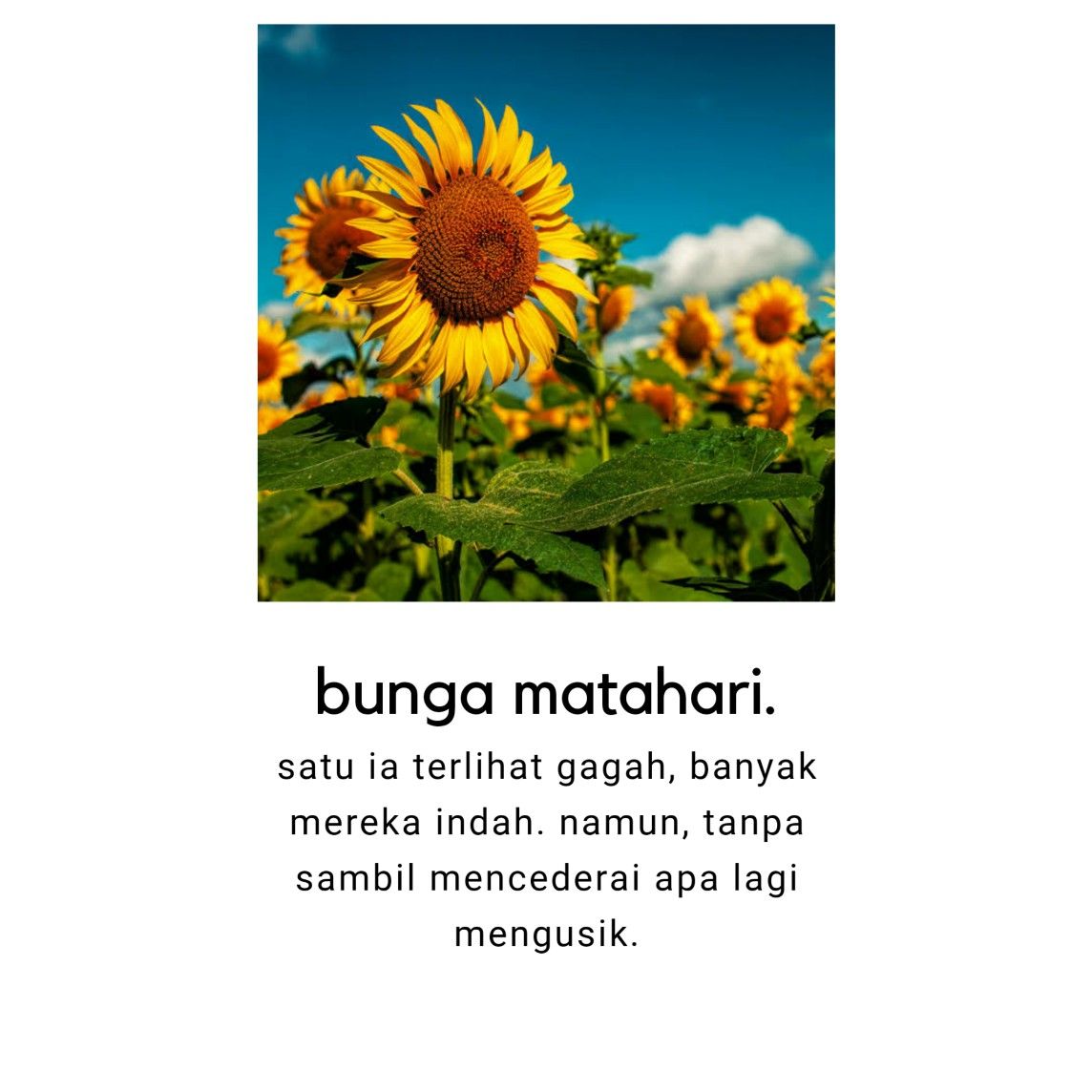 Detail Puisi Bahasa Inggris Tentang Bunga Nomer 19