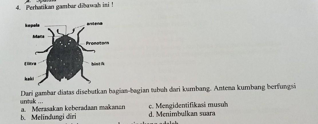 Detail Puisi Hewan Kumbang Nomer 46