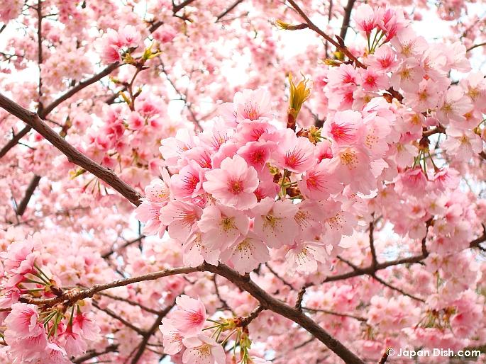 Detail Puisi Jepang Tentang Sakura Nomer 14
