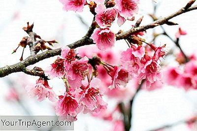 Detail Puisi Jepang Tentang Sakura Nomer 27