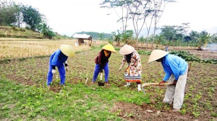 Puisi Nyanyian Petani Di Sawah - KibrisPDR