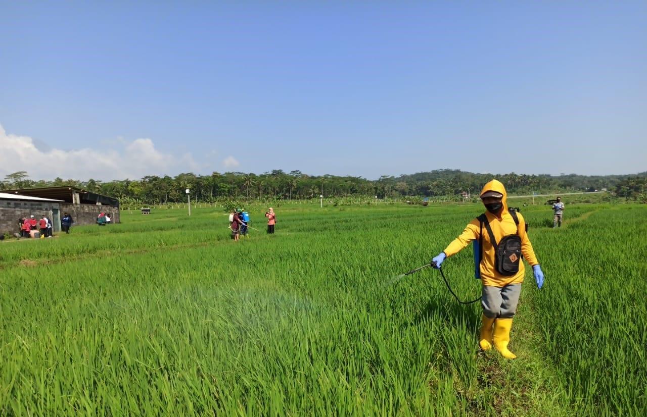 Detail Puisi Nyanyian Petani Di Sawah Nomer 2