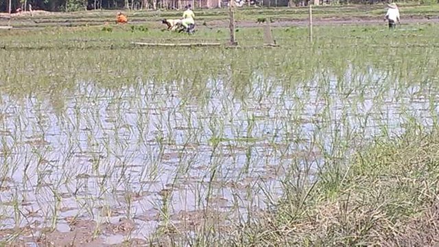 Detail Puisi Nyanyian Petani Di Sawah Nomer 10